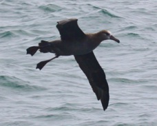 Black-footed Albatross 0054
