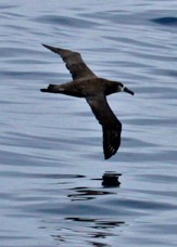 Black-footed Albatross 3988