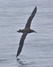 Black-footed Albatross 3853