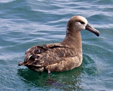 Black-footed Albatross 0071
