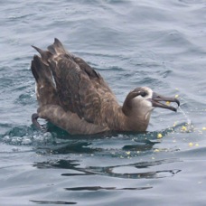 Black-footed Albatross 3865