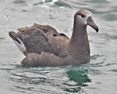 Black-footed Albatross 9711