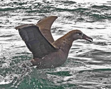 Black-footed Albatross 9762