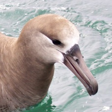 Black-footed Albatross 9818