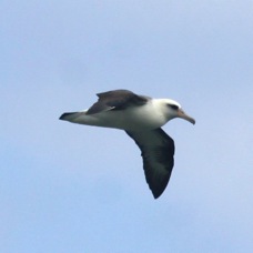 Laysan Albatross 2964