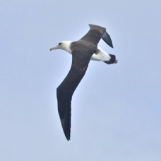 Laysan Albatross 2918