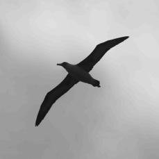 Laysan Albatross 2950