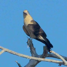 Kite Swallow-tailed 0313