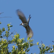 Swallow-tailed Kite 1122