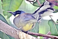 Blue-crowned Laughingthrush 2406