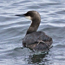 Pacific Loon 8919