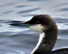 Pacific Loon 8927