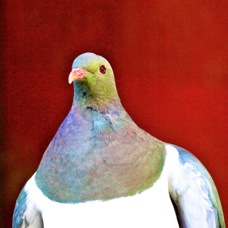 New Zealand Pigeon 2299