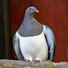 New Zealand Pigeon 2305