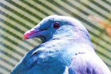 New Zealand Pigeon 2228