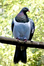 New Zealand Pigeon 2217