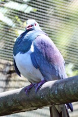 New Zealand Pigeon 2224
