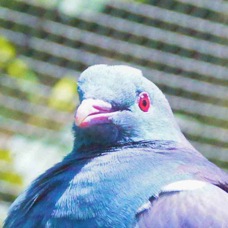 New Zealand Pigeon 2225