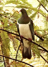New Zealand Pigeon 4415