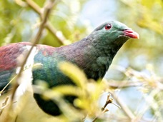New Zealand Pigeon 06345