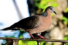 Spotted Dove 4380