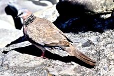 Spotted Dove 3525