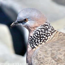 Spotted Dove 3527