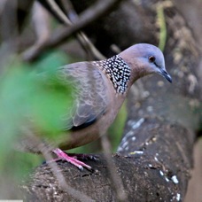 Spotted Dove 4947