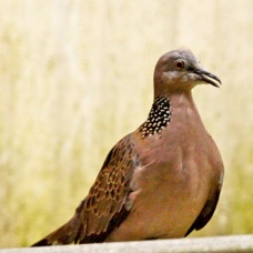 Spotted Dove 3752