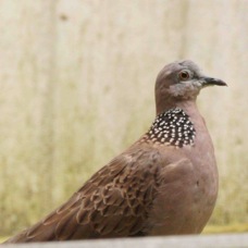Spotted Dove 3721
