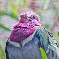 Pink-headed Fruit-dove 2480