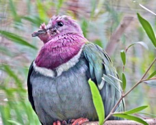 Pink-headed Fruit-dove 2473