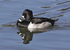 Ring-necked Duck 0733