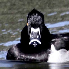 Ring-necked Duck 0718
