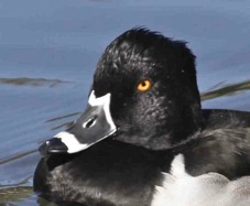 Ring-necked Duck 0733B