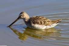 Long-billed Dowitcher  0517