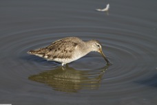 Long-billed Dowitcher 0411