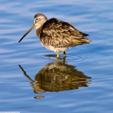 Long-billed Dowitcher 0201
