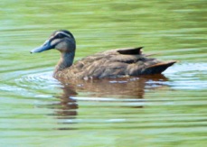 Grey Duck 1667