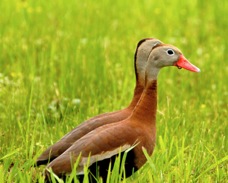 Black-bellied Whistling Duck 1407