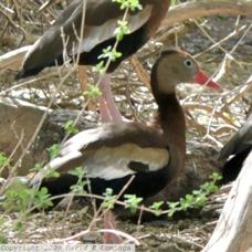 Black-bellied Whistling Duck 1738