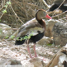 Black-bellied Whistling Duck 1737