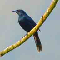 Blackbird Melodious 4027 192