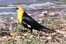 Yellow-headed Blackbird 9758