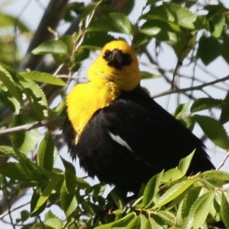 Yellow-headed Blackbird 9786