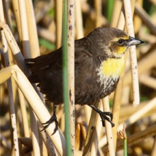Yellow-headed Blackbird female  0105