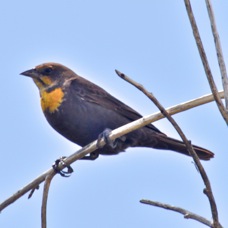 Yellow-headed Blackbird female 2208