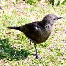 Brewer's Blackbird female 0495