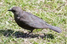 Brewer's Blackbird female 0500