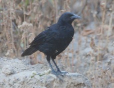 Scrub Blackbird 0445